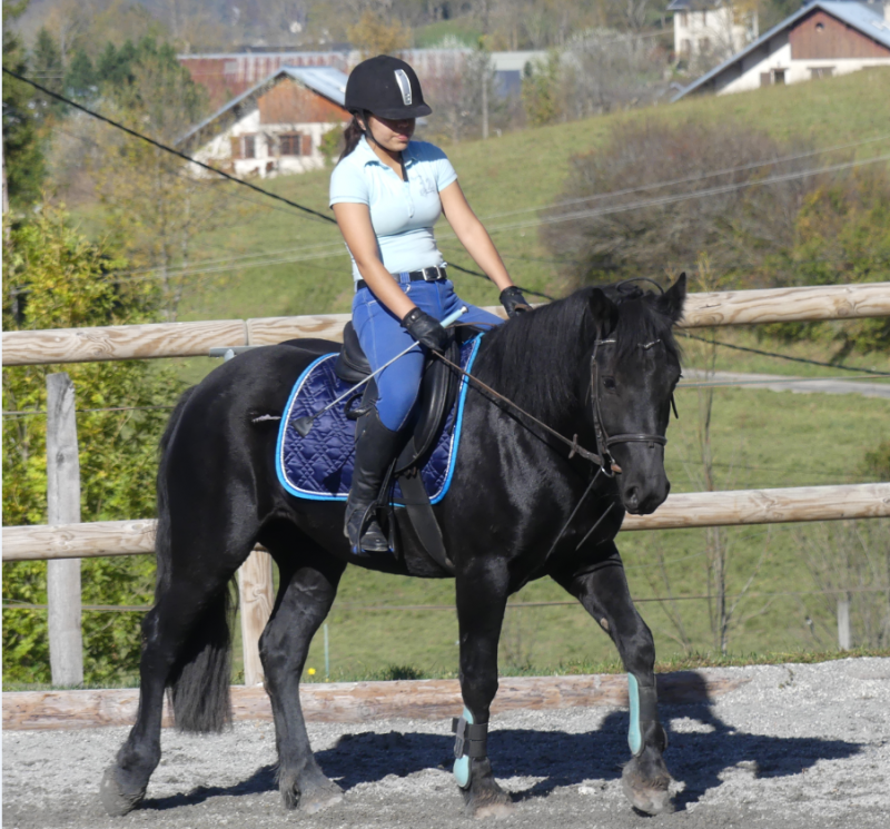 Ambre entrainement dressage