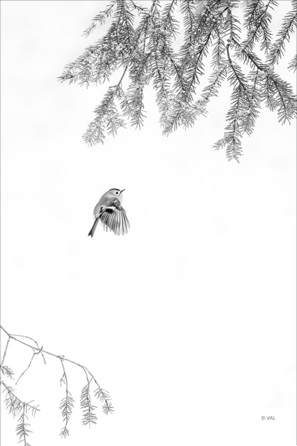 Photographie de Roitelet en noir et blanc