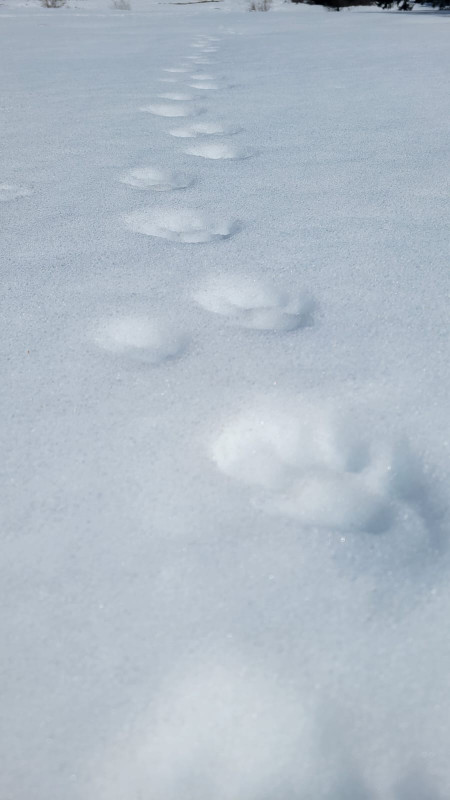 piste-loup.jpeg