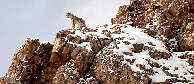 Vincent Munier & Noé Grélé - exposition photographies & nature_Autrans-Méaudre en Vercors