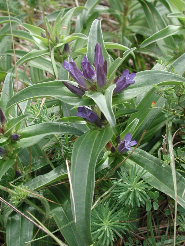 gentiane_croisette_tela_botanica.jpg
