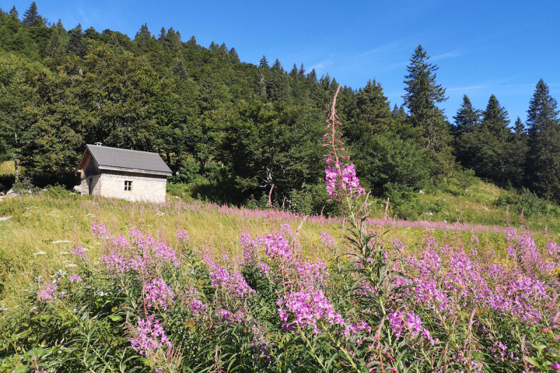 cabane de nave