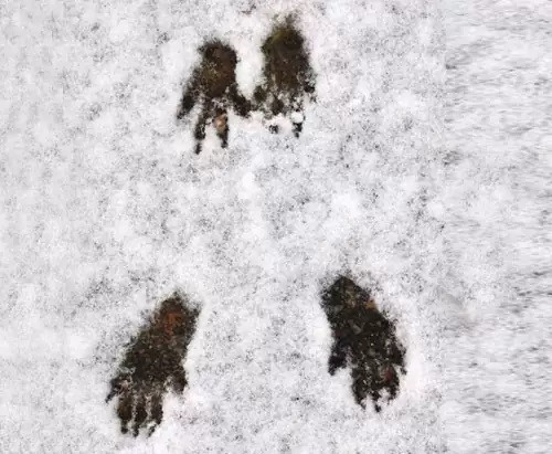 Traces d'écureuil dans la neige - © Curieux de Vercors Traces d'écureuil dans la neige