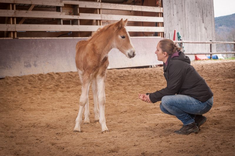 Juments Le Haras du Vercors - © V.Juraszek/Oeil Itinérant Juments Le Haras du Vercors