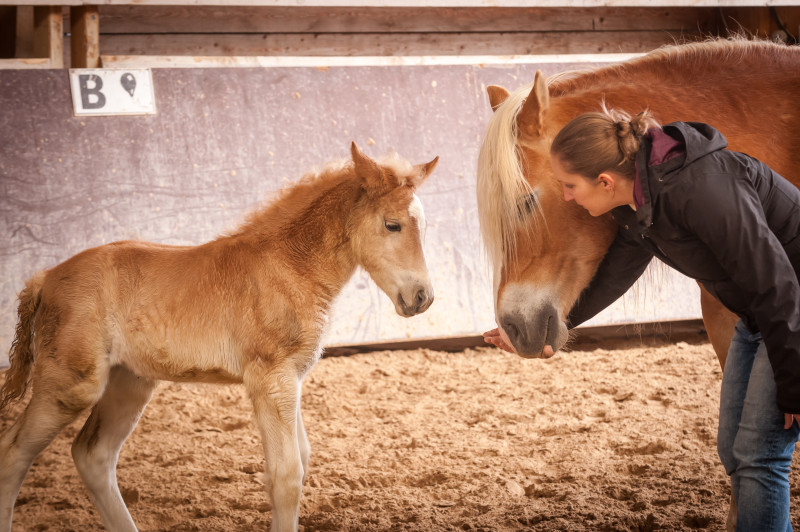 Juments Le Haras du Vercors - © V.Juraszek/Oeil Itinérant Juments Le Haras du Vercors