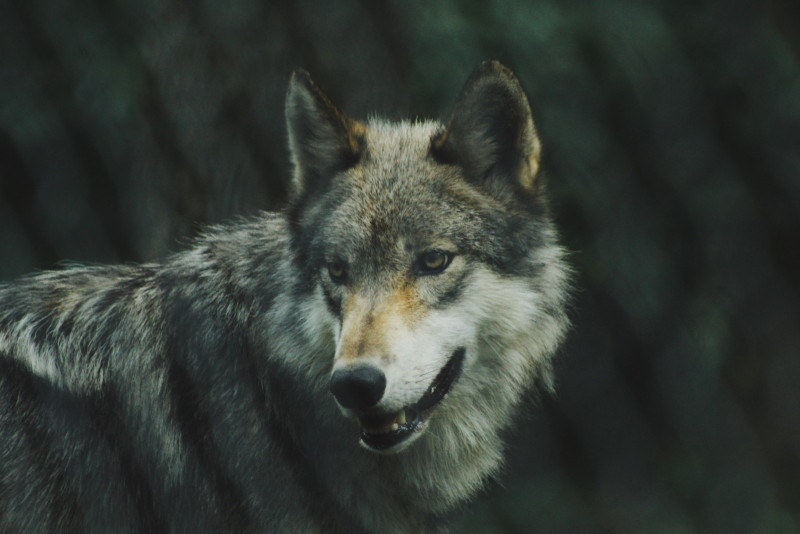 loup
