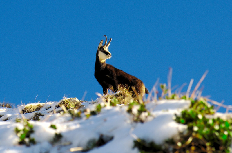 Chamois Chamois