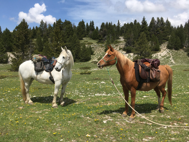 Chevaux prêts à partir en randonnée Chevaux prêts à partir en randonnée