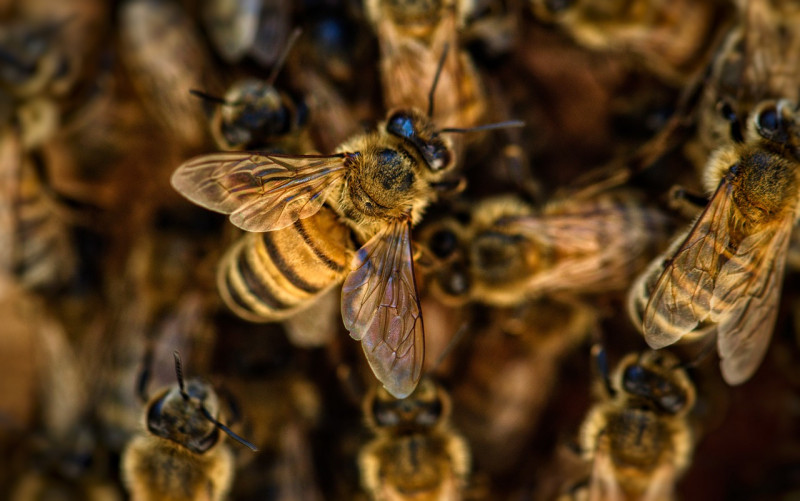 Des abeilles