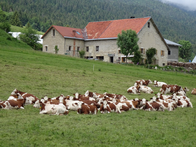 photo_maison_gite_vaches.jpg photo_maison_gite_vaches.jpg