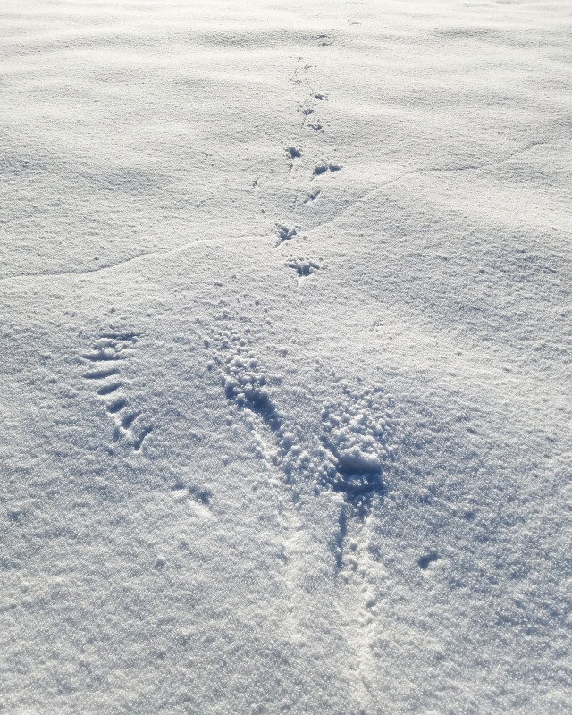 traces
