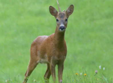 curieux-nature-508059