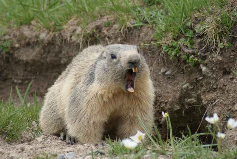 marmotte-508057
