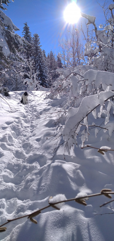 rando-nature-hiver-vercors-sauvage-5-696628